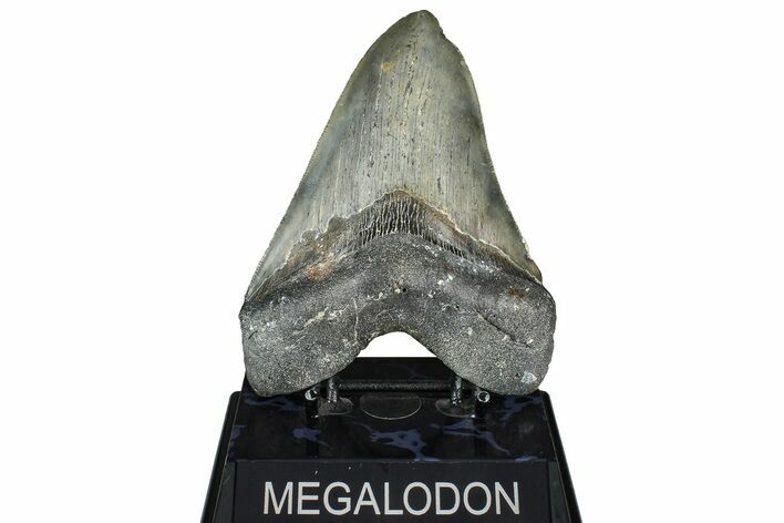 Serrated, Fossil Megalodon Tooth - North Carolina #362875